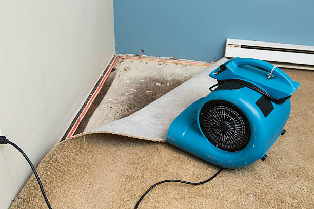 Best Mold removal after water damage  in Eldorado, TX